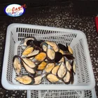 Shellfish Life Shellfish Top Quality Shellfish Mussels Half Shell With 2 Years Shelf Life