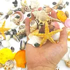 Sea Shells Shell 2021 New Arrival Sea Shells Mixed Beach Seashells Housing Shell