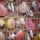 Sea Shells Shell 2021 New Arrival Sea Shells Mixed Beach Seashells Housing Shell