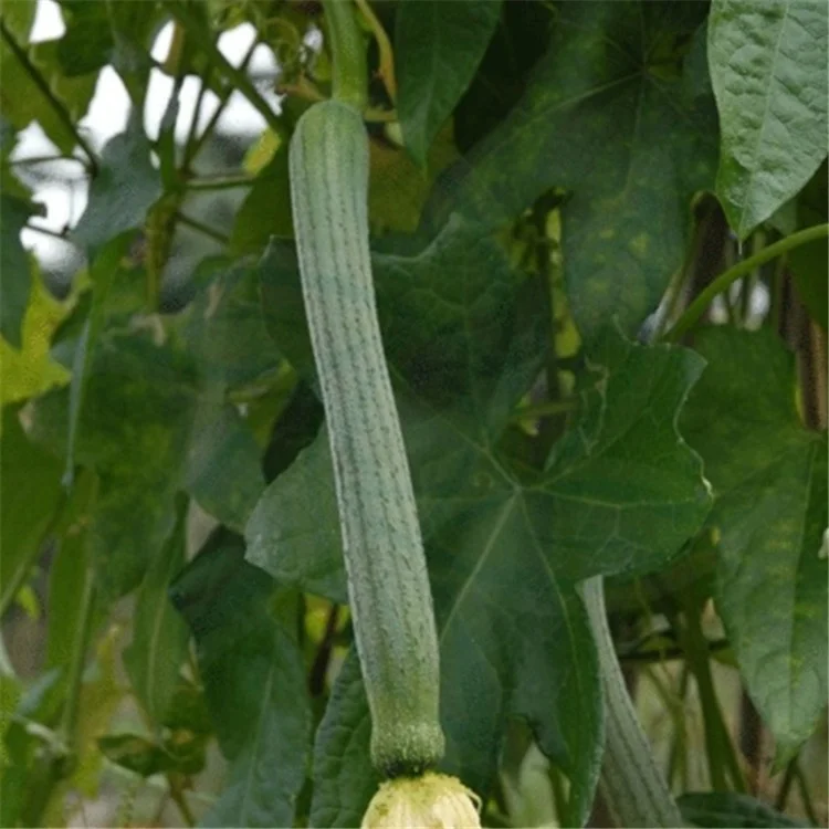 hybrid f1 towel gourd seeds/luffa seeds/loofah seeds for growing