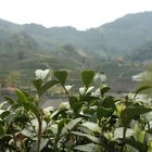 Green Tea Green Maofeng Green Tea Brands Mao Feng Tea Organic Certified