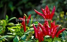 Capsicum Paprika Capsicum Red/ Paprika Red/ Paprika Oleoresin Oil Soluble Food Color Capsanthin Price