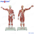 Model PNT-0330 78cm Muscle Figure Model 27parts