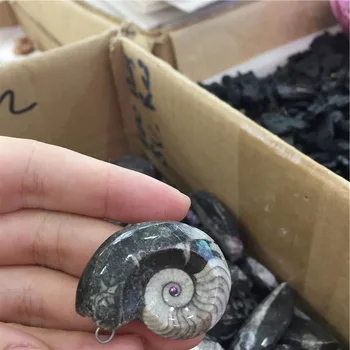 Wholesale Natural Conch Fossil Ammonite Fossil Pendant