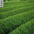 Best Quality Blue Matcha Can Be Mix With Varieties Of Fruits Taste Amazing
