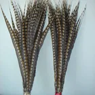 Feather Natural Lady Bottom Pheasant Feather