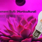 Led A60 Led Planting Factory Led Filament Bulb A60 A19 2W 4W 6W 8W E27 Hydroponic Led Grow Light Full Spectrum