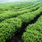 Tea Brands Maofeng Green Tea Brands Mao Feng Tea Organic Certified