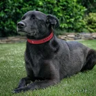 Tracker Tracker Satellite Real-Time Tracking GPS Pet Tracker EV-202 Dog Collar With Custom Packing Box