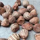 2021 High Germinate Seeds Bonsai Of Pachira Plant