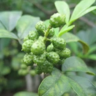 Green Pepper Trending New Product Chinese Supplier Natural Organic Green Szechuan Pepper