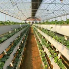 Hydroponic Nft Commercial NFT Hydroponic Gully Systems