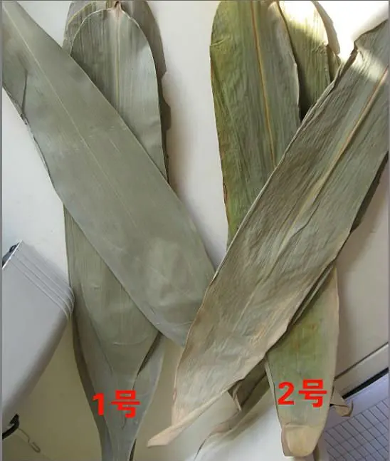 bamboo leaf