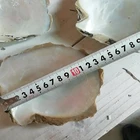 Sea Shells Shells Wholesale DIY Beach Decoration Natural Mixed Sea Shells