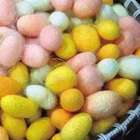 colorful cut silk cocoon for research Experiment Art