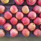 A Red Fresh Fuji Apple Shandong China Best Apple Bargain 2016
