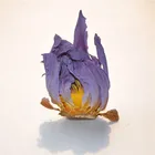 blue lotus wholesale flower dried blue lotus for tea
