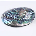 Abalone Shell Shell Natural Aquarium Landscape Crafts Raw Abalone Shell