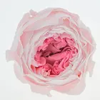 Roses Preserved Fresh Flower Austin 1.5-2 Inches Roses Flower Head Each 8pc