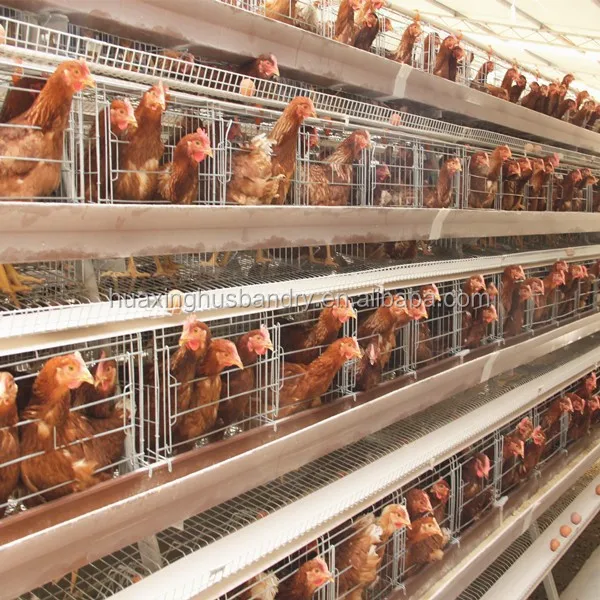Factory Manufacturing Animal Husbandry Equipment Battery Cages For Laying  Hens - Buy Cages For Laying Hens,Battery Cages Laying Hens,Animal Husbandry  Equipment Product on 