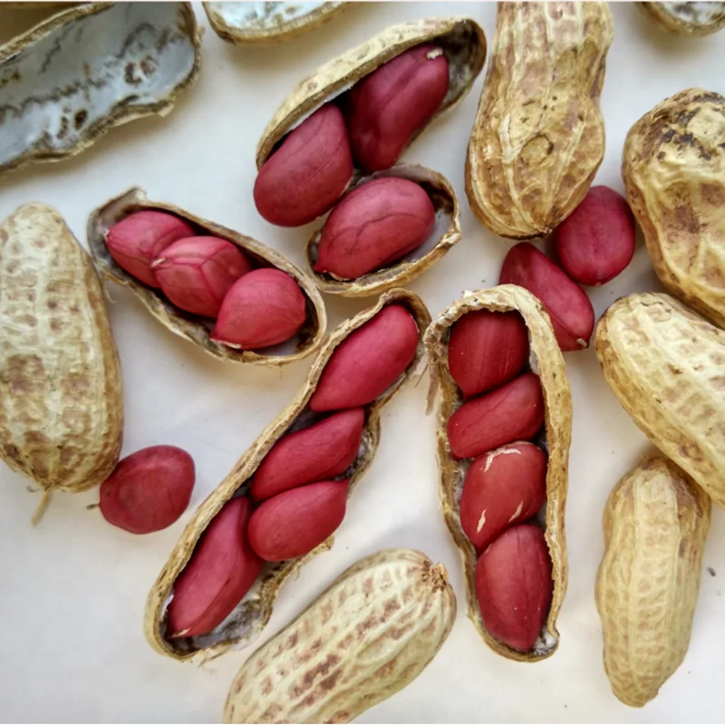 groundnut (2).png