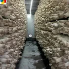 Mushroom 2019 Mushroom Farm Direct Sales Sample Free King Oyster Mushroom Spawn