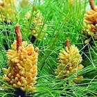 Organic Extract Organic Wholesale Health And Safety Anti-depression Cell Broken Pine Pollen Powder Organic