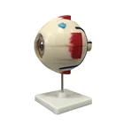 Model School Model Of Eyeball Structure / Biological / School Teaching Equipment