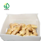 fresh ginger export/ginger suppliers