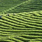 Tea Green Green Organic Tea Dragon Well Organic Green Tea West Lake Longjing Tea
