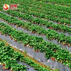 Fruits And Vegetable Fruit Fruits And Vegetable Chips