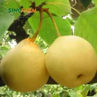 20 years experience Chinese bulk kinds fruit fresh ya pear