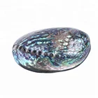 Abalone Wholesale Polished Abalone Shell Paua Jewelry