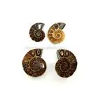 Shell Specimen Wholesale Natural Madagascar Small Ammonite Fossil Nautilus Shell Cut Slices Specimen Pendant