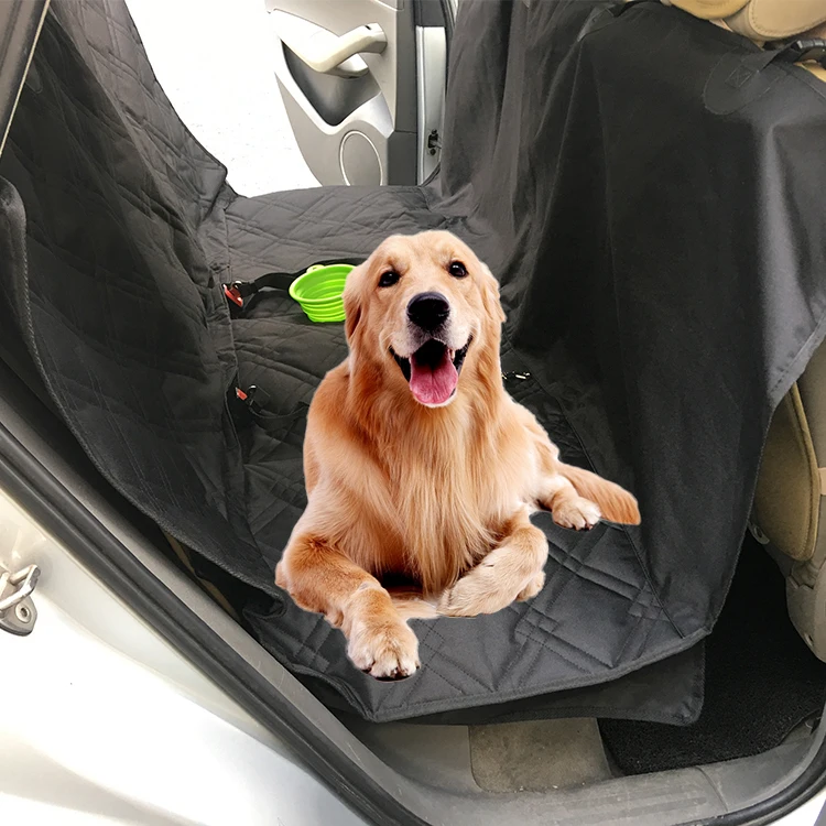 Can Dogs Travel In The Front Of A Car