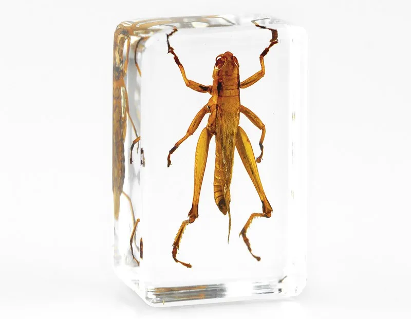 1Pcs Random Resin Insect Specimen Education Paperweight Gift Collection Ins Z0C3 