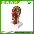 Model Head Sagittal Model / Anatomical Model