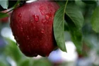 Apple Huaniu Fresh Fuji Apple Tianshui Huaniu Fuji Fresh Apple Fresh Apple Fruits