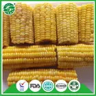 Corn Corn Corn China Supplier Bulk Frozen Bulk Corn On The Cob