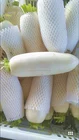 White Radish China New Season Fresh White Radish S 500-750G M 750-1000G L 1000-1300G Supplying To World