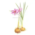 High quality saffron seed live bulbs for sale 5pcs