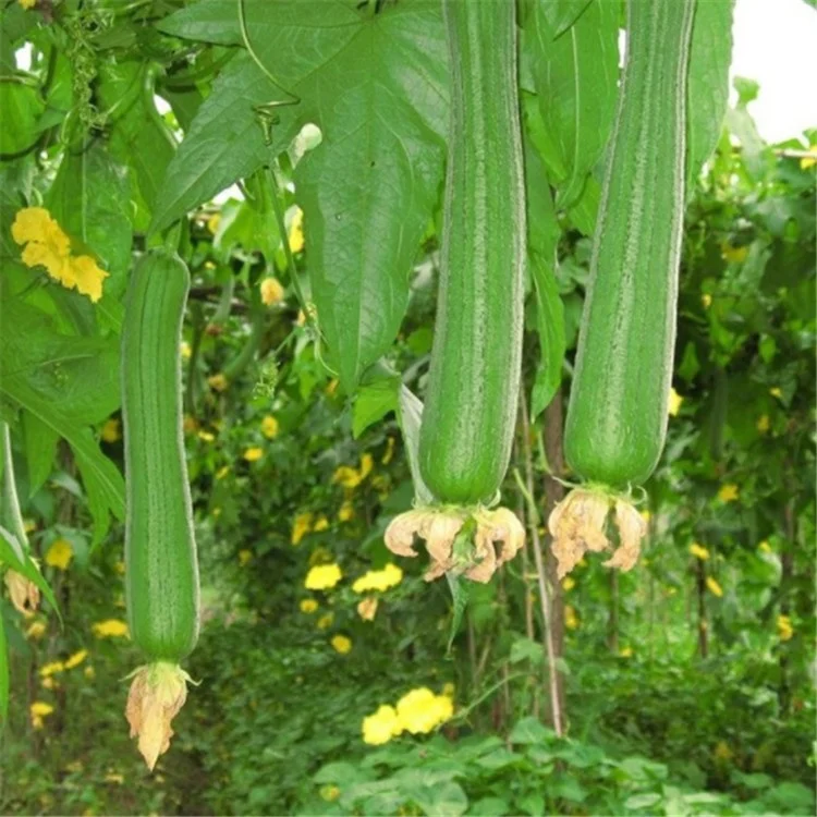 hybrid f1 towel gourd seeds/luffa seeds/loofah seeds for growing