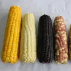 Corn Corn Corn Hot Sale BRC Certified Frozen Sweet Corn Cob Whole / Cut New Crop Good Quality
