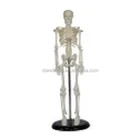 Skeleton 45CM Educational Skeleton Human Mini Skeleton