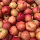 Apple Apple 2017 New Fresh Gala Apple Best Price And Quality
