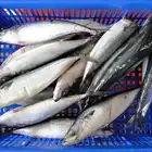 Fish Fish Mackerel Fish New Arrive BQF Frozen Pacific Mackerel Fish