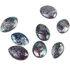 Polished Abalone Shell Polished 50-60mm Natural Polished Abalone Shell Natural Craft Seashell