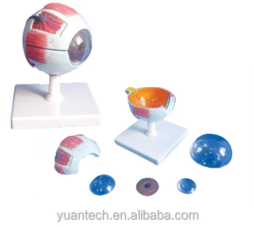 enlarged human eye structure plastic model 6 parts,model of