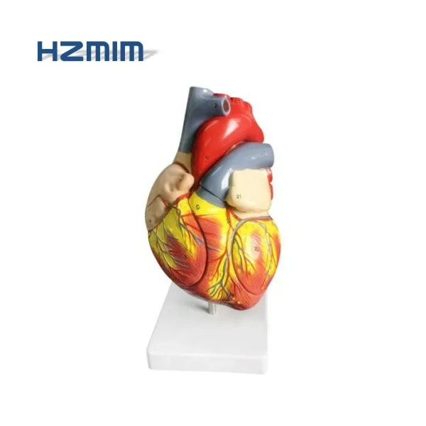 心脏模型,解剖心脏模型 - buy human heart model,heart model