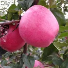 Apples Apple Apple Big Size Apples Red Qinguan Apple Price China Red Qinguan Apples